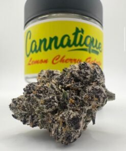 Lemon Cherry Gelato “Original” by Cannatique Farm