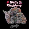 White Raspberry Gelato by Cannatique Farm
